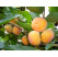 Diospyros kaki ´Nikita´/ Hurmi kaki, 60-80 cm, C7