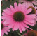Echinacea ´Papallo Compact Rose´/ Třapatka, K9