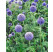 Echinops banaticus ´Blue Globe´ / Bělotrn banatský, K9