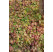 Epimedium x perralchicum ´Frohnleiten´ / Škornice pestrobarevná, C1