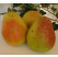 Pyrus communis ´Erika´ / Hrušeň, kdouloň