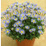 Felicia amelloides ´Felicitara Blue´ / Felicie, Kapská astra , K7
