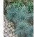 Festuca cinerea ´Festina´ / Kostřava popelavá, K9