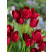 Tulipa ´Fiery Club´ / Tulipán, bal. 7 ks, 11/12