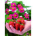 Fragaria ´Toscana®´ BIO / Stéleplodící jahodník s růžovými květy BIO, K11