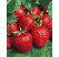 Fragaria ananassa ´Elkat´ / Jahodník, bal. 6 ks, 6xK7