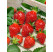 Fragaria ananassa ´Florentina´ / Stáleplodící jahoda, bal. 6 ks, 6xK7