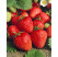 Fragaria ananassa ´Allegro´ / Jahoda raná, bal. 6 ks, 6xK7