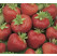 Fragaria ananassa ´Honeoye´ / Jahodník velmi raný, bal. 6 ks, 6xK7