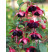 Fuchsia cultivars® ´Trailling Tulle´ / Fuchsie, K7