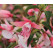 Fuchsia Summermelody® ´Sunantonio´ / Fuchsie, K7
