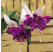 Fuchsia ´Deep Purple´ /  Fuchsie převislá, bal. 6 ks sadbovačů