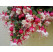 Fuchsia ´Swingtime´ / Fuchsie převislá č-b, K7