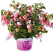 Fuchsia cultivars Fuchsita ®´Candy´/ Fuchsie, K7