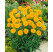Coreopsis grandiflora ´Early Sunrise´ / Krásnoočko velkokvěté, C1,5