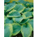 Hosta ´Frances Williams´ / Bohyška / Funkie, K9