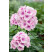 Phlox paniculata 'Bright Eyes' / Plamenka latnatá, K14