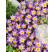 Crocus sieberi ´Tricolor´ / Botanický šafrán / Krokus, bal. 15 ks, 5/+
