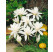 Colchicum autumnale ´Alboplenum´ / Ocún bílý plnokvětý, 13/+