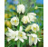 Fritillaria ´Meleagris Alba´ / Korunkovka, bal. 10 ks, 6/+