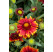 Gaillardia aristata ´Arizona Red Shades´ / Kokarda, C1,5