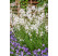 Gaura lindheimeri ´Gambit®Compact White´/ Svíčkovec, K9