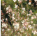 Gaura lindheimeri 'Ellura'/ Svíčkovec Lindheimerův, K9