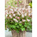 Geranium x hybridum ´St. Ola´ / Kakost, K9