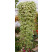 Glechoma hederifolia ´Variegata´ / Popenec břečťanovitý, bal. 6 ks, 6x K7