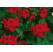 Pelargonium pelt. Happy Face® Red® / Muškát převislý, bal. 3 ks, 3xK7