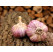 Allium sativum ´Havran´ / Sadbový česnek, bal. 3 hlaviček, 125 g