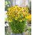 Helenium autumnale ´Wasergold´/ Záplevák podzimní žlutý, C1,5