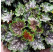 Heuchera americana Marvelous Marble / Heuchera , K9