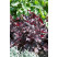 Heuchera ´Obsidian´ / Dlužicha, C2