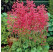 Heuchera sanguinea ´Ruby Bells´ / Dlužicha krvavá, K9