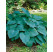 Hosta ´Blue Angel´ / Bohyška / Funkie, C1