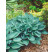 Hosta ´Sieboldiana Elegans´ / Bohyška / Funkie, K9