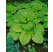 Hosta ´August Moon´ / Bohyška / Funkie, C1