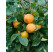 Diospyros hybr. ´Rosseyanka´ / Hurmi kaki, 80-100 cm, C5