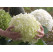 Hydrangea arborescens ´Strong Annabelle´® / Hortenzie stromečková, C5
