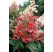 Hydrangea paniculata ´Pinky Winky´® / Hortenzie latnatá, 25-30 cm, C1,5