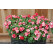 Impatiens ´Musica Bicolor Cherry´ / Netýkavka dvoubarevná, K7
