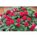 Impatiens ´Musica Elegant Red´ / Netýkavka červená, bal. 3 sk, 3x K7