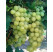Vitis vinifera ´Jupiter´ / Hrozny / Réva vinná bezsemenná, roubovaná r.