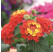 Lantana Evita® Scarlet / Lantana / Libora  proměnlivá, bal. 6 ks, 6x K7