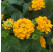 Lantana camara ´Lantropic Yellow´/ Lantana / Libora  proměnlivá žlutá, K7