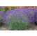 Lavandula x intermedia 'Grosso' / Levandule prostřední , K9