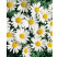 Leucanthemum max. ´Snow Lady´ / Kopretina velkokvětá, K9