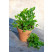 Levisticum officinale ´Verino®´ / Libeček, 15-20 cm, K7