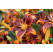 Lilium ´Forever Susan´ / Ľalia, bal. 2 ks, 14/16